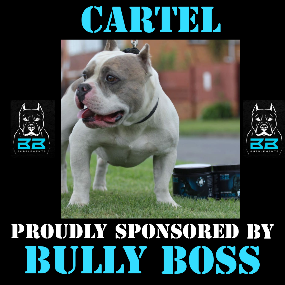 American sales bully vitamins
